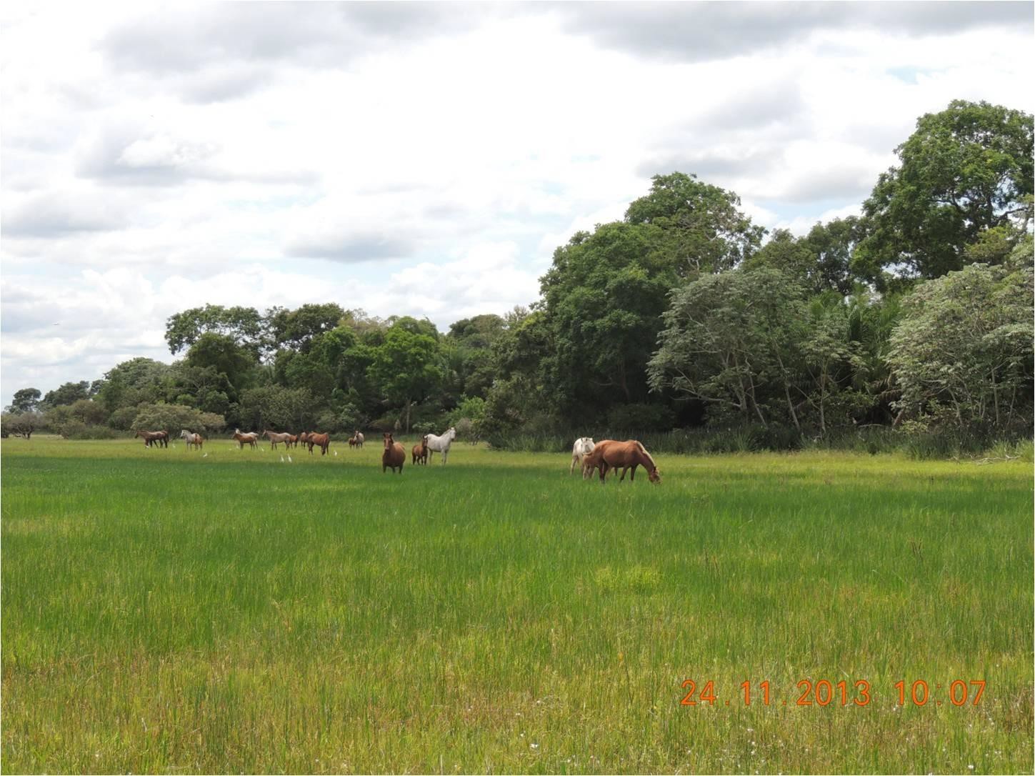 Imagem Fazenda à Venda, 23 HAem Zona Rural - Aquidauana