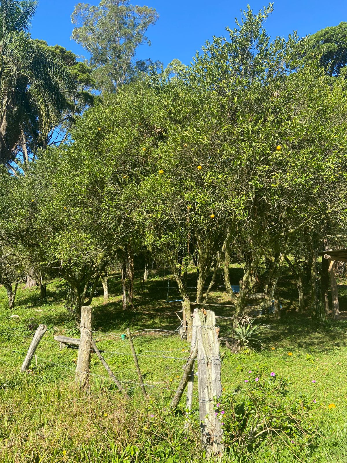 Imagem Chácara com 3 Quartos à Venda, 90.000 m²em Imarui - Imaruí