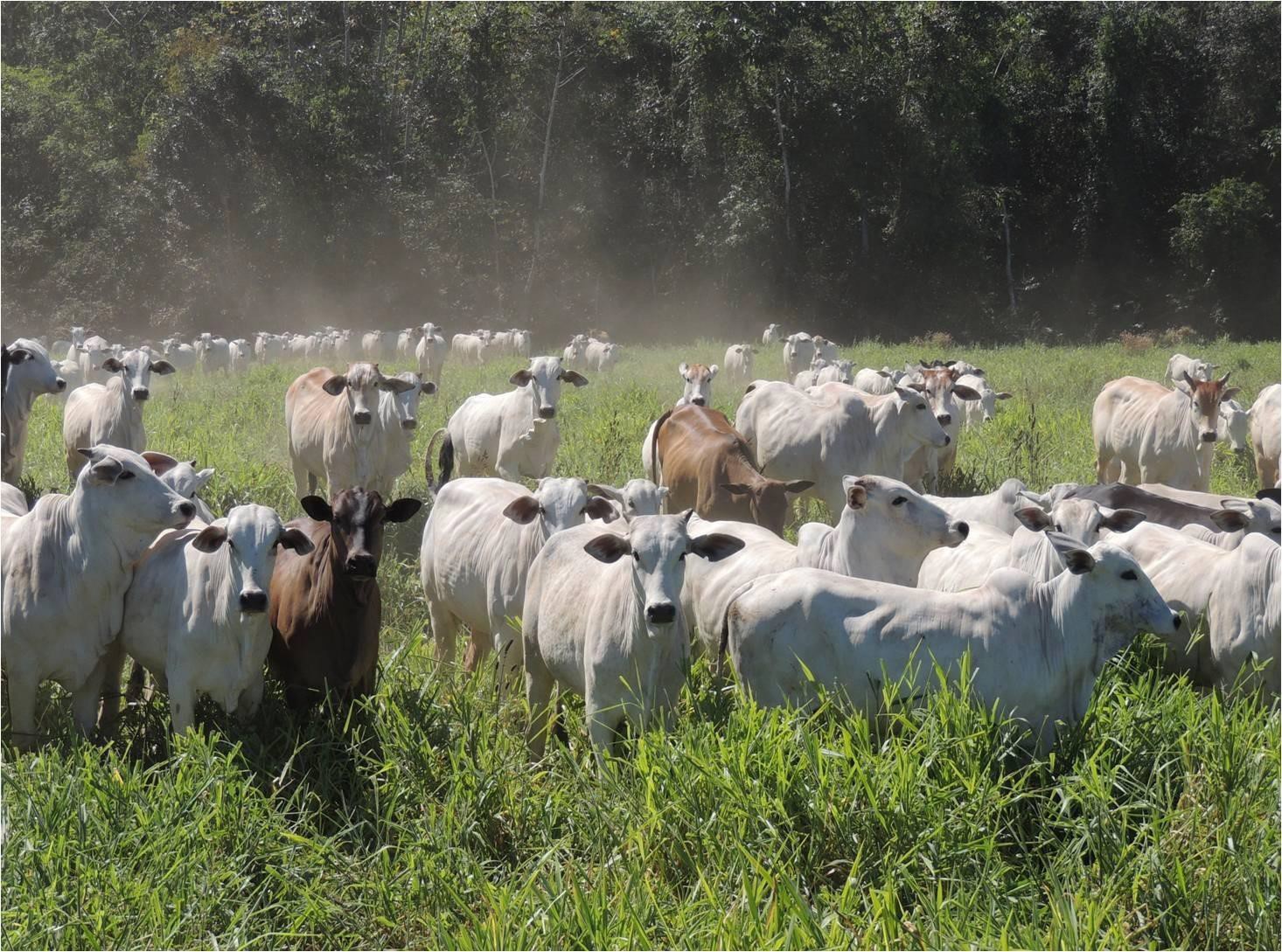 Imagem Fazenda à Venda, 23 HAem Zona Rural - Aquidauana