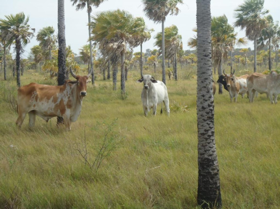 Imagem Fazenda à Venda,  em Vila Morumbi - Campo Grande