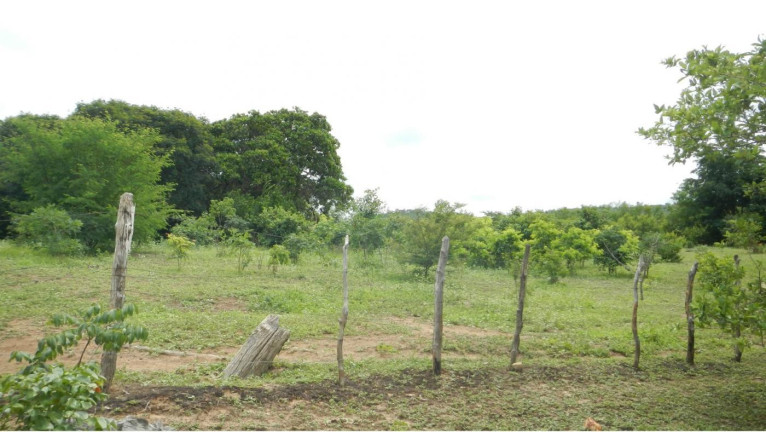 Imagem Imóvel à Venda, 3.500 m² em Rural - São Francisco Do Maranhão