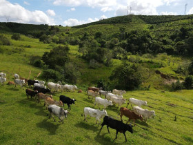 Fazenda à Venda, 4.300.000 m² em Zona Rural - Poços De Caldas