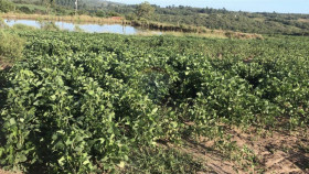 Fazenda à Venda, 825.000 m² em Zona Rural - Encruzilhada Do Sul