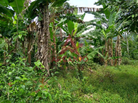 Terreno à Venda, 1.450 m² em Araribá - Ubatuba