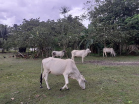 Fazenda à Venda,  em zona rural - Salvaterra