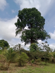 Terreno à Venda,  em Zona Rural - Santarém