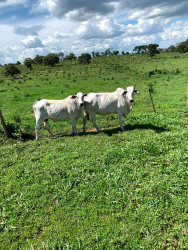 Fazenda à Venda, 911 HAem ZONA RURAL - Guiratinga