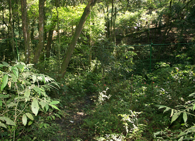 Imagem de fundo do condomínio Condomínio Reserva Alameda Curitiba - Butiatuvinha - Curitiba - PR